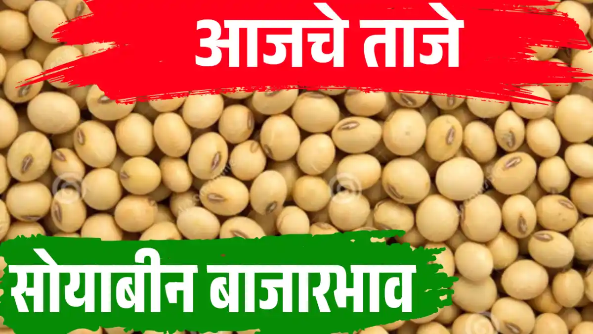 Soyabin Bazar bhav