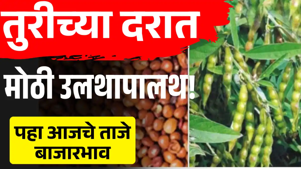 Tur Bazar Bhav Today